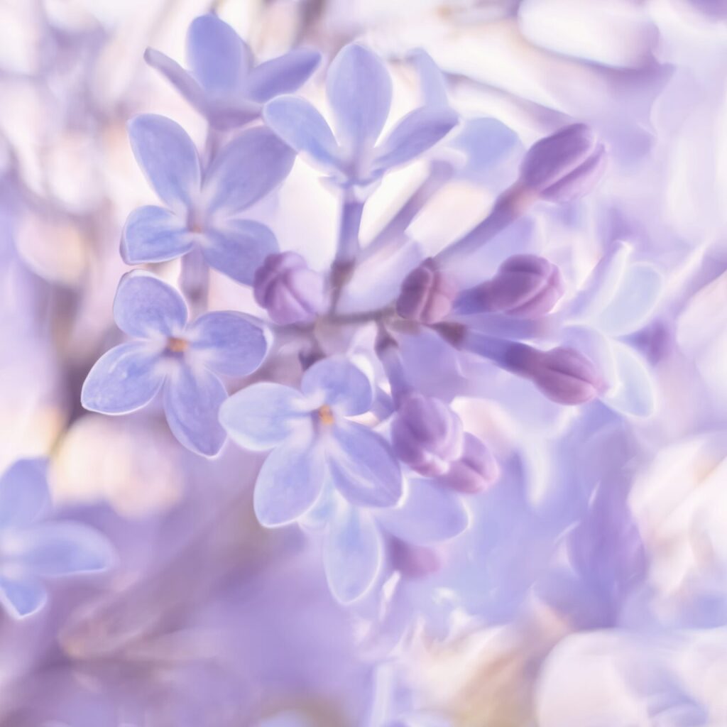 イメージ写真_ライラック